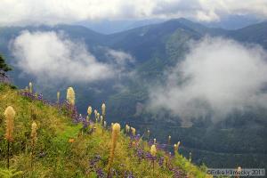 Wildflowers on Bandera Mountain