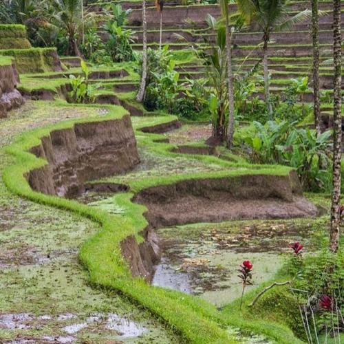 Bali Rice fields 2
